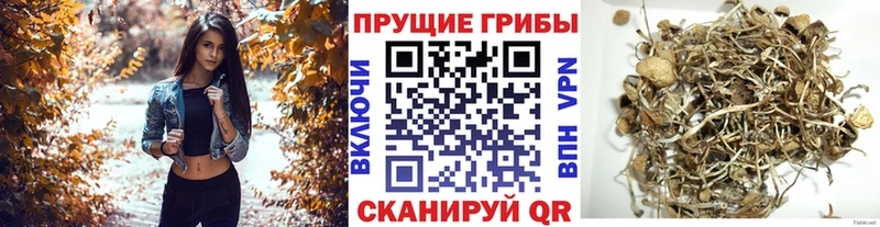 Псилоцибиновые грибы Psilocybe  Купить закладки  Сорск 